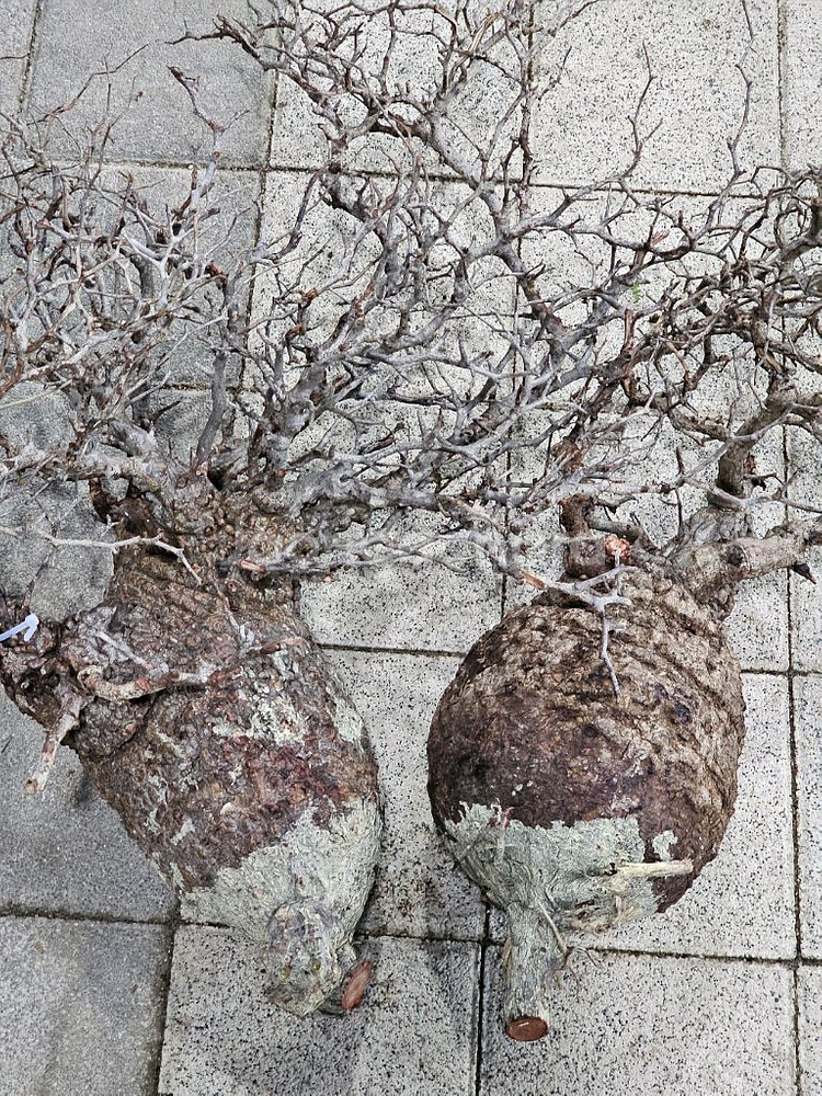 파키푸스 벌크마켓 빠르게 문의주세요 (아프리카식물)--0