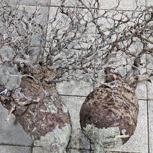 파키푸스 벌크마켓 빠르게 문의주세요 (아프리카식물)