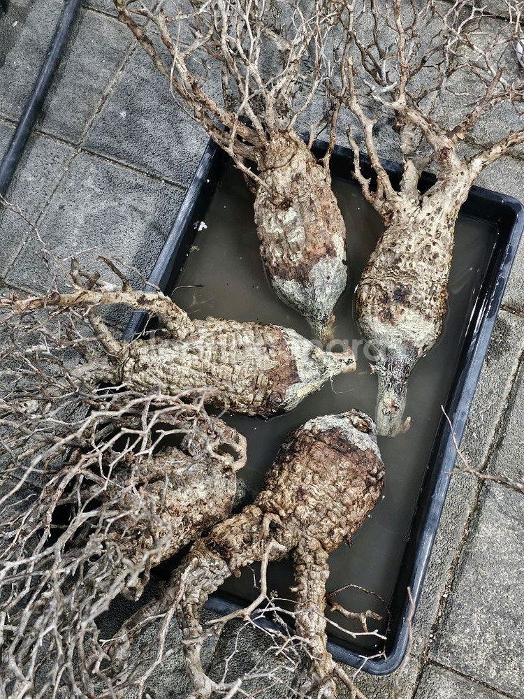 파키푸스 벌크마켓 빠르게 문의주세요 (아프리카식물)--1