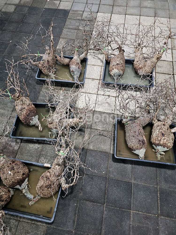 파키푸스 벌크마켓 빠르게 문의주세요 (아프리카식물)--3