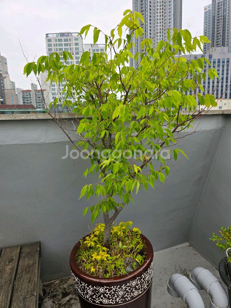 느티나무, 참느릅나무, 팽나무, 회양목 분재 화분--0