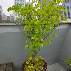 느티나무, 참느릅나무, 팽나무, 회양목 분재 화분