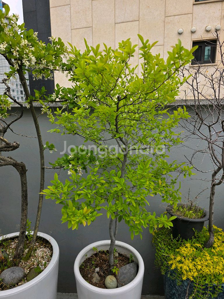 느티나무, 참느릅나무, 팽나무, 회양목 분재 화분--1