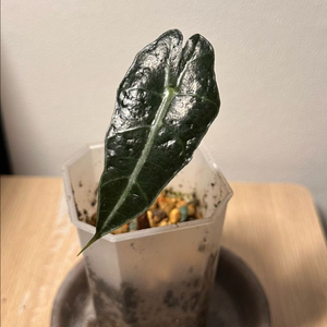 알로카시아 아마조니카(베놈) 변이 개체