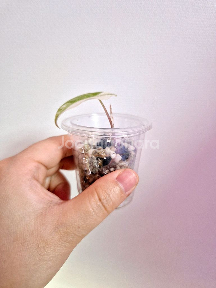 무천이 알로카시아 화이트 롱기로바 바리에가타--1