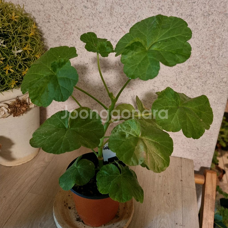 제라늄 뷰티플데이--0