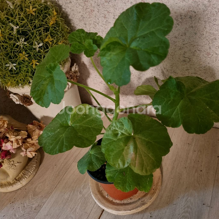 제라늄 뷰티플데이--1
