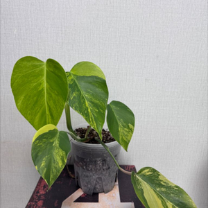옐로우 몬스테라