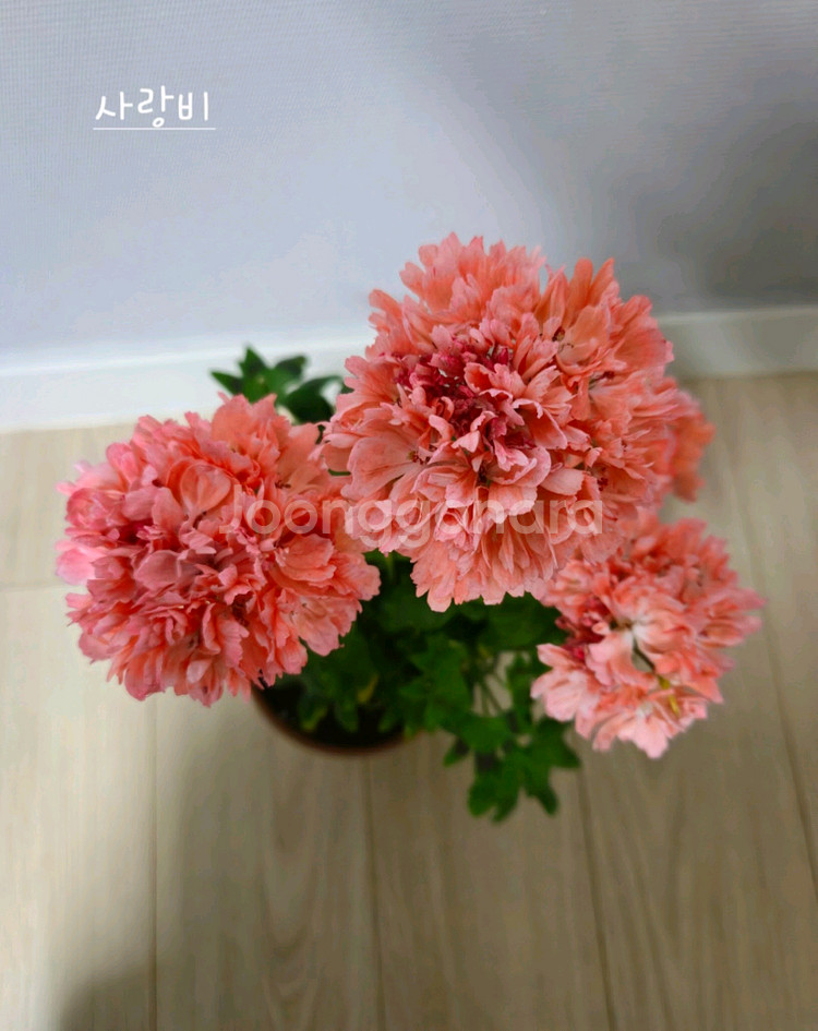 사랑비제라늄--0