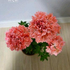 사랑비제라늄