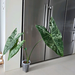 알로카시아 롱기로바 화이트 바리에가타