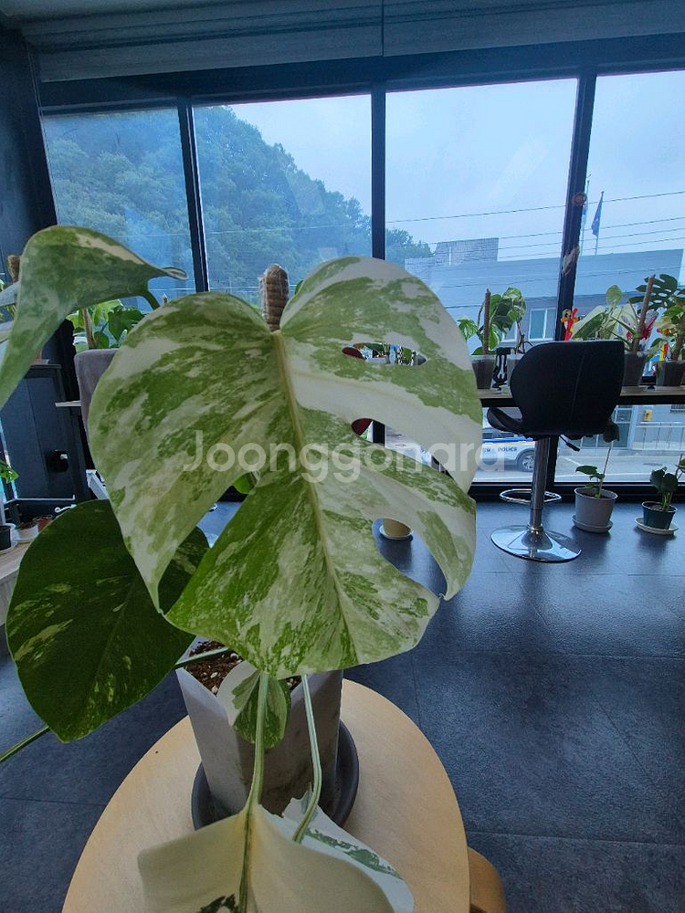 몬스테라알보 무늬 이뻐요--2