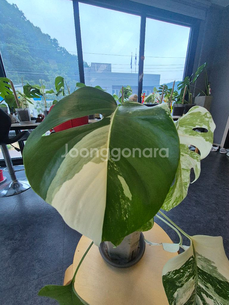 몬스테라알보 무늬 이뻐요--1