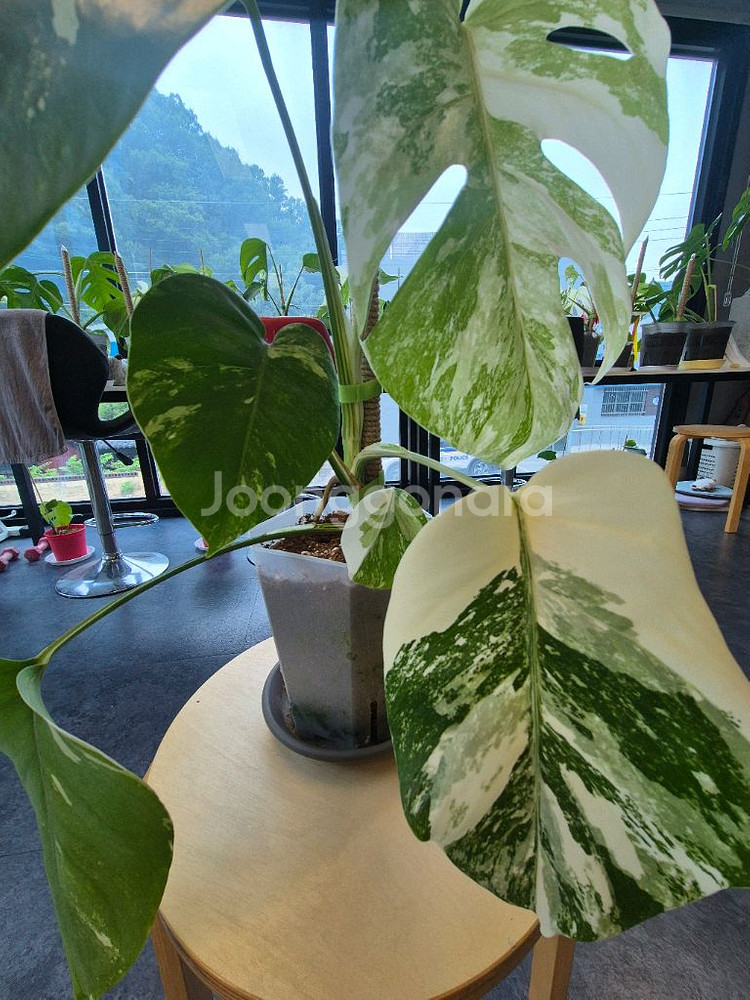 몬스테라알보 무늬 이뻐요--3