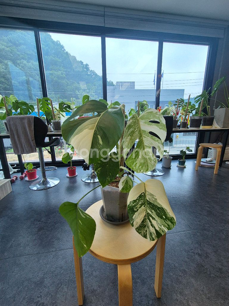 몬스테라알보 무늬 이뻐요--0