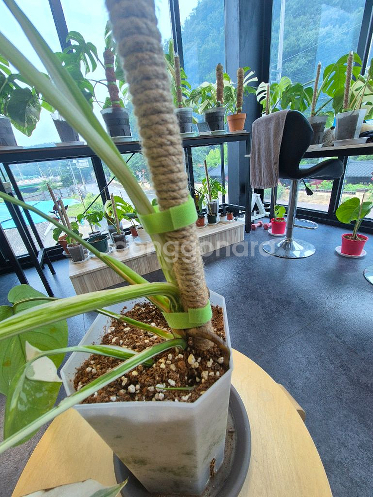 몬스테라알보 무늬 이뻐요--4