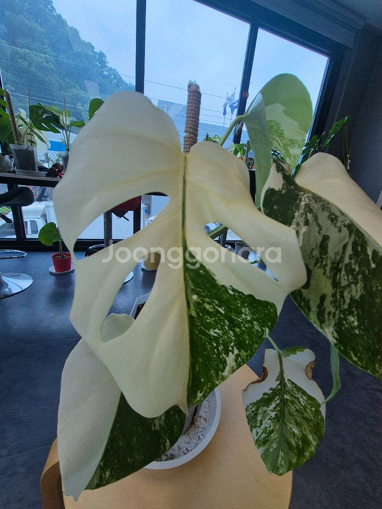 몬스테라알보--1