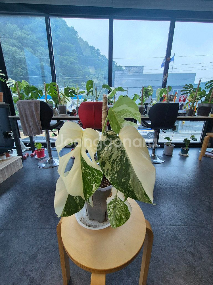 몬스테라알보--0