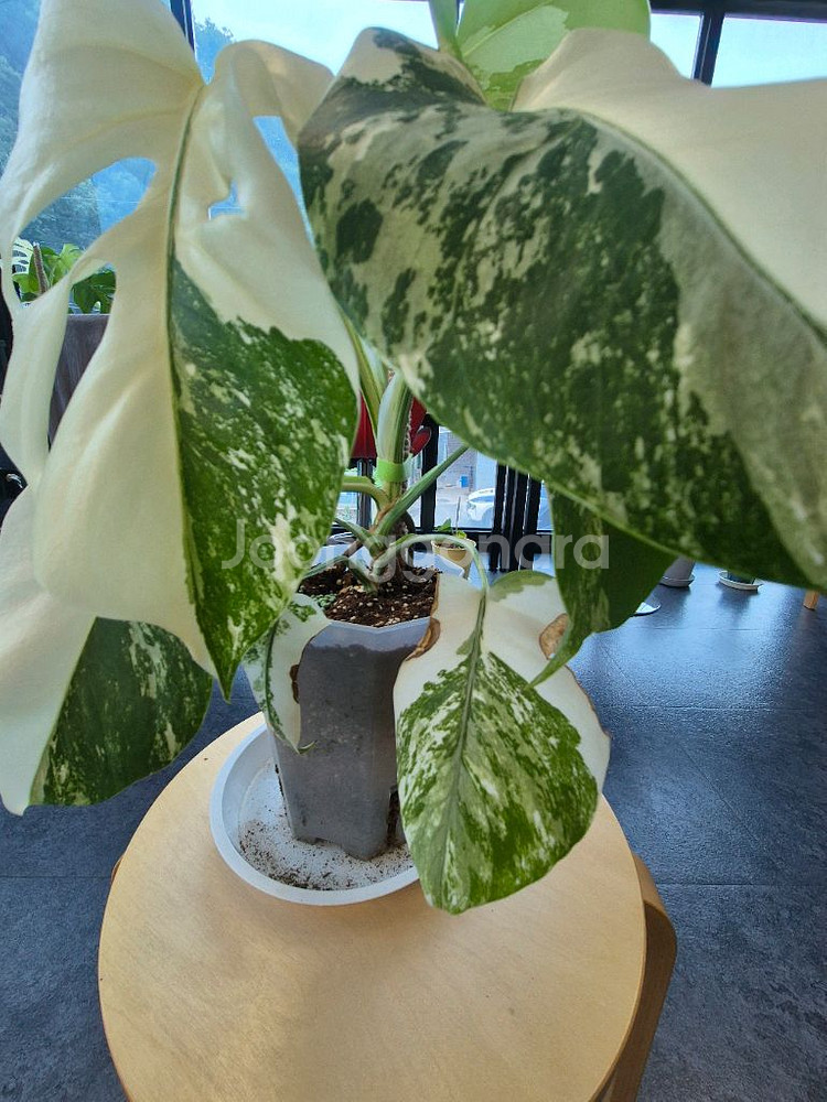 몬스테라알보--3