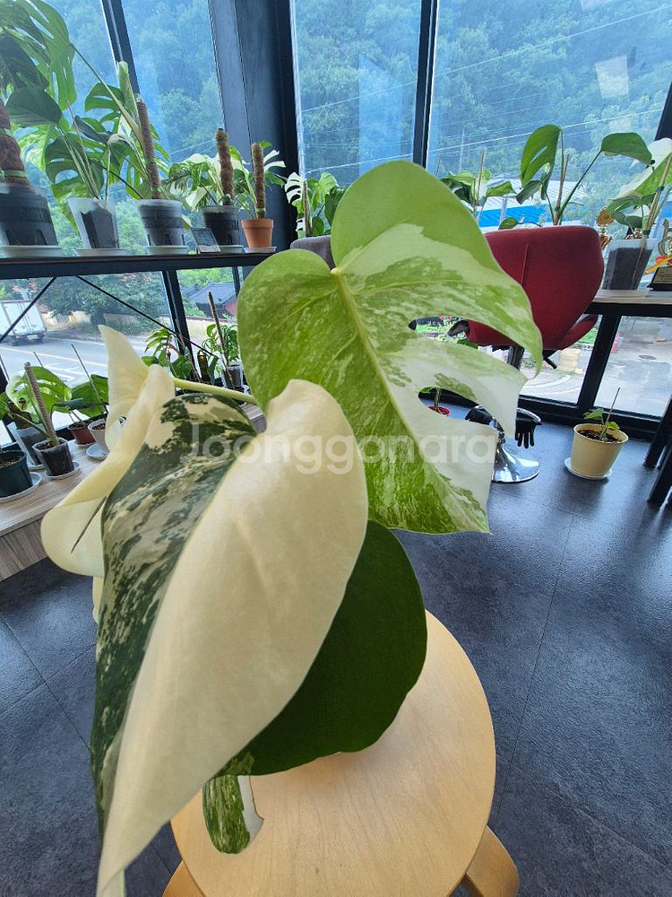 몬스테라알보--2