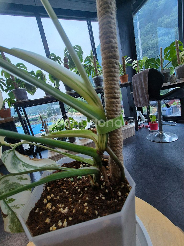 몬스테라알보--4