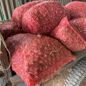 경북 예천 쪽파씨 1kg 3,000원(햇종자, 손질완료