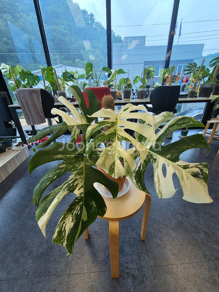 몬스테라 알보 탑 순화 신엽--0