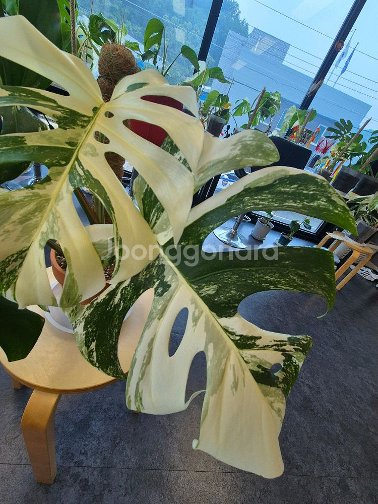 몬스테라 알보 탑 순화 신엽--3