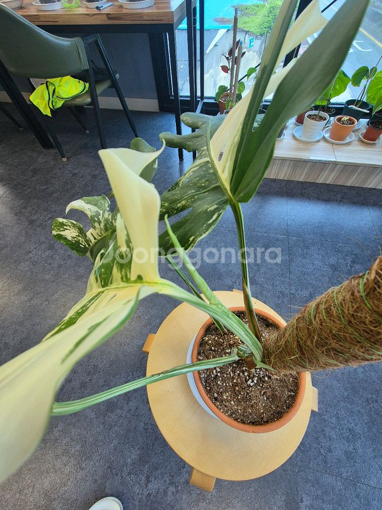 몬스테라 알보 탑 순화 신엽--4