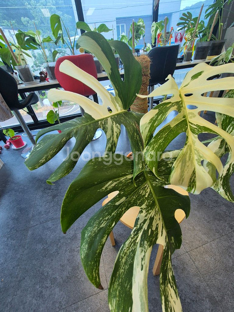 몬스테라 알보 탑 순화 신엽--2