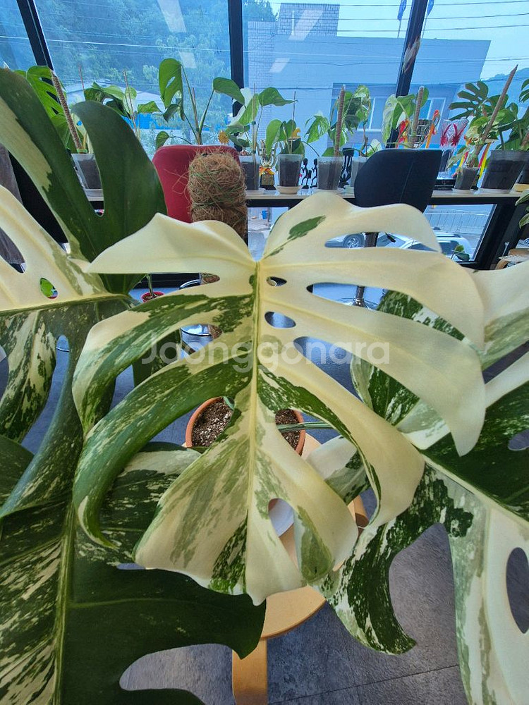 몬스테라 알보 탑 순화 신엽--1