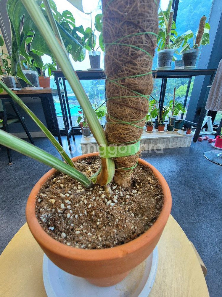 몬스테라 알보 탑 순화 신엽--5