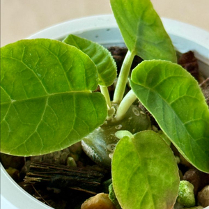돌스테니안 포에티다 쪼꼬미