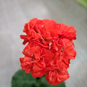 제라늄. yuz마리포사