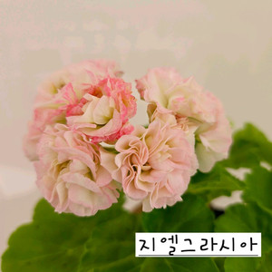 지엘그라시아 제라늄