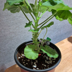yuz프리실라 제라늄