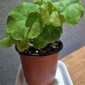 별빛루루골드 제라늄