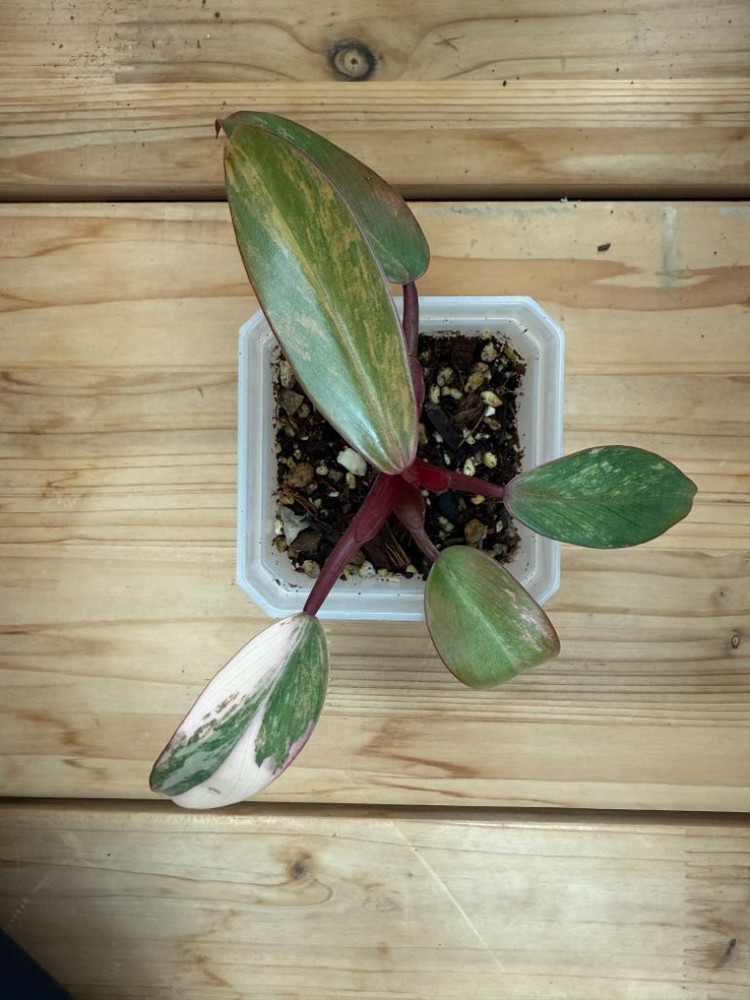 필로덴드론 스트로베리쉐이크 이미지