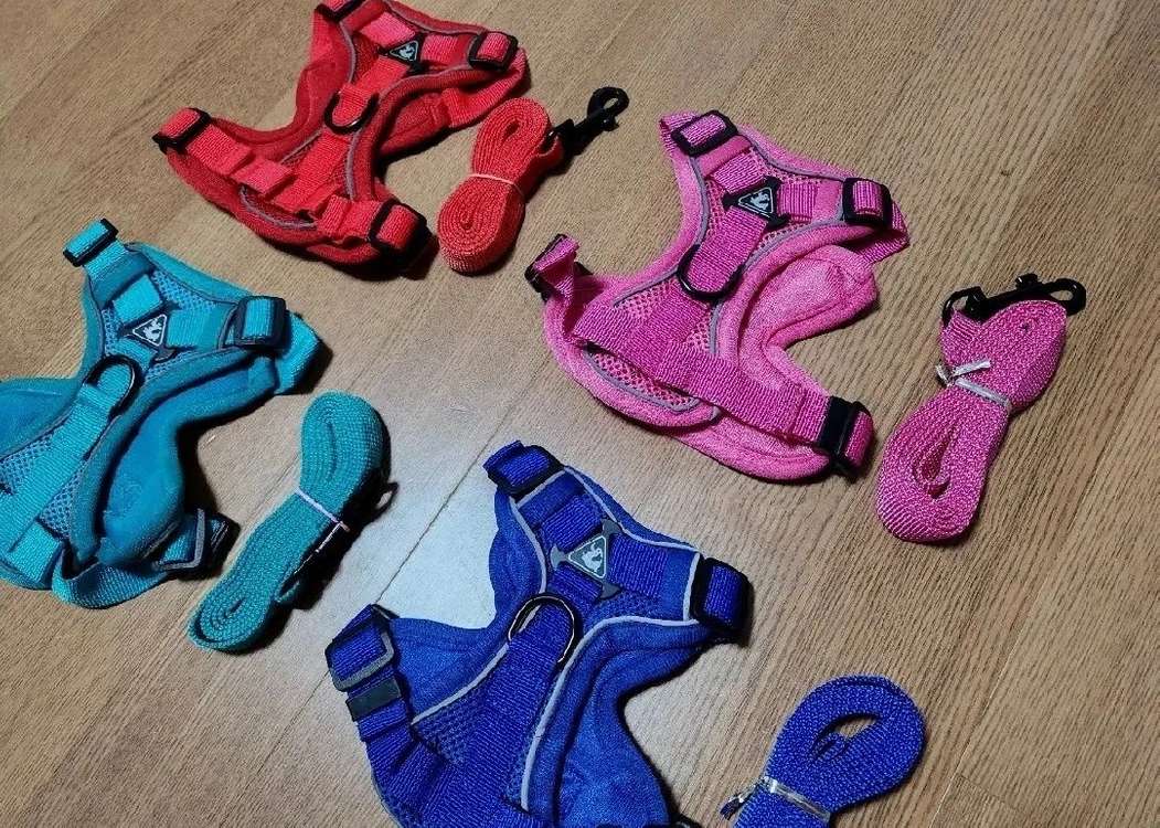 강아지 하네스 리드줄세트 새상품. 소형견 애견 가슴줄--1