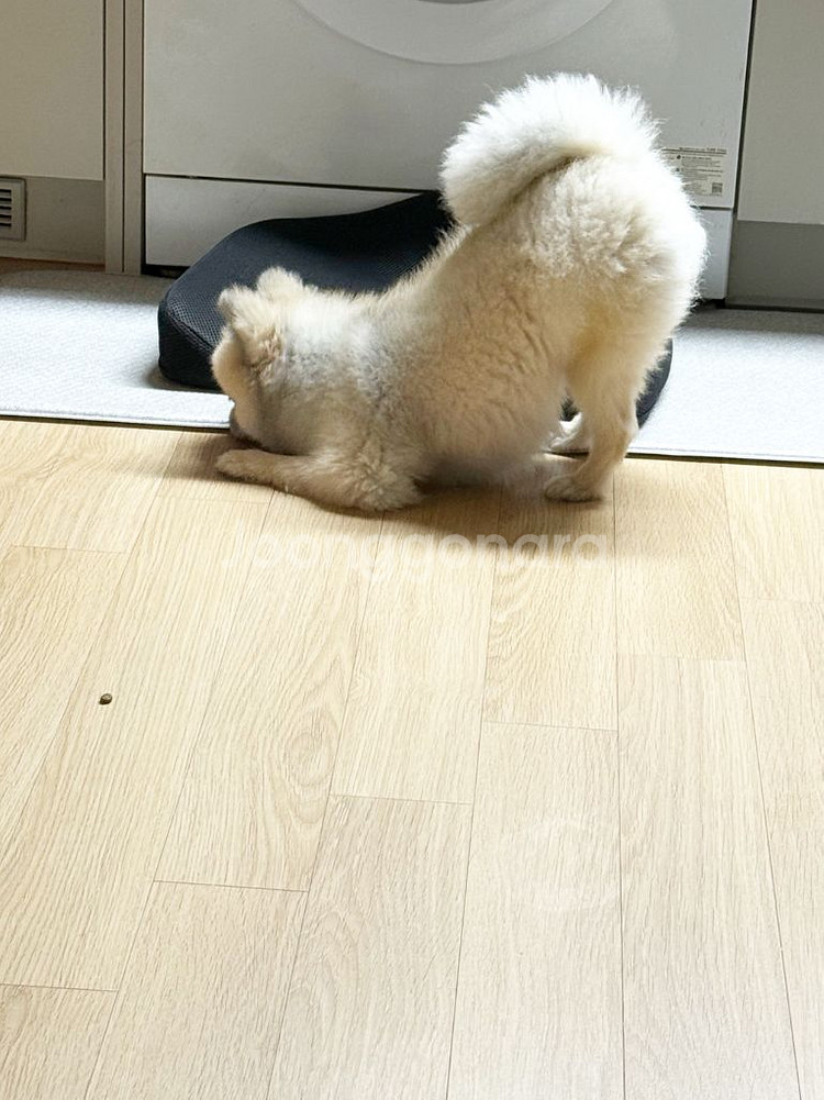 폴드6 삽니다--0