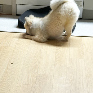 폴드6 삽니다