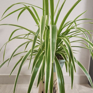 나비란, 나비난, 접란