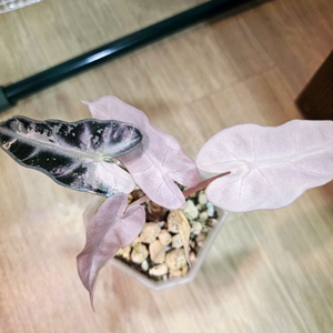 알로카시아 밤비노 화이트핑크