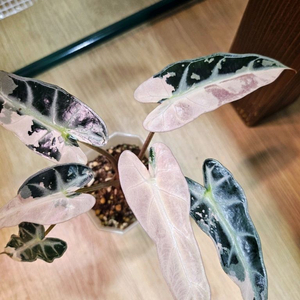 알로카시아 밤비노 화이트핑크