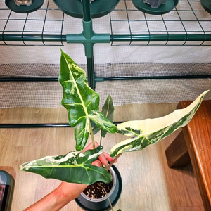 사리안 바리에가타