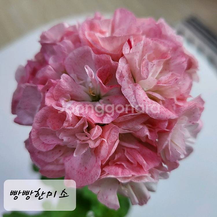 빵빵한미소 제라늄--0