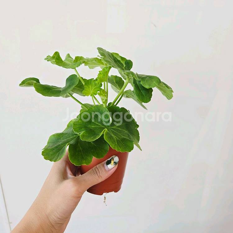빵빵한미소 제라늄--2