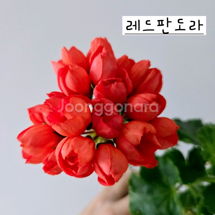 레드판도라 제라늄--0