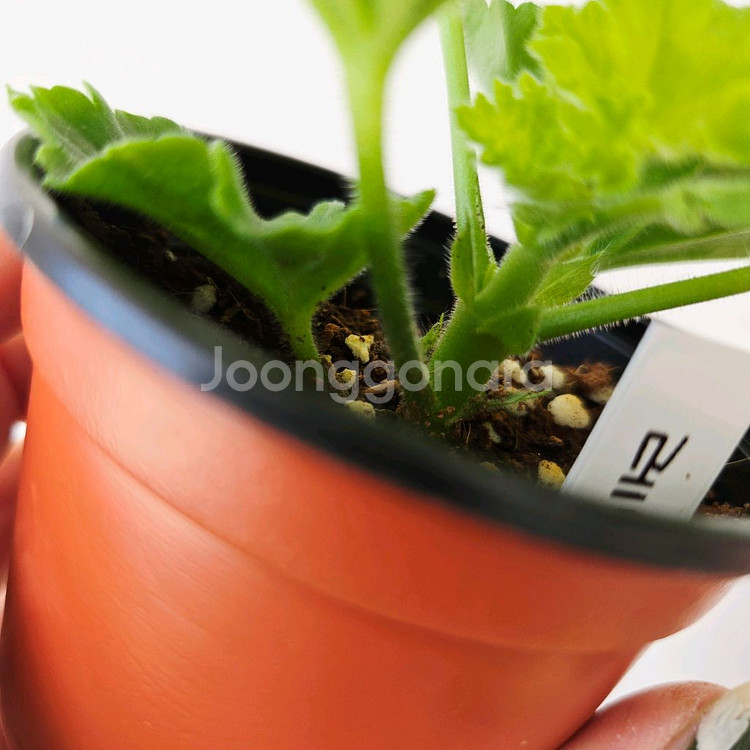 레드판도라 제라늄--3