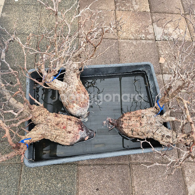 오퍼큐리카야 파키푸스 벌크입고 6월14일--4